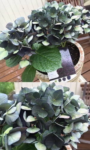 7号鉢】ハイドランジア(アジサイ)ディープパープル