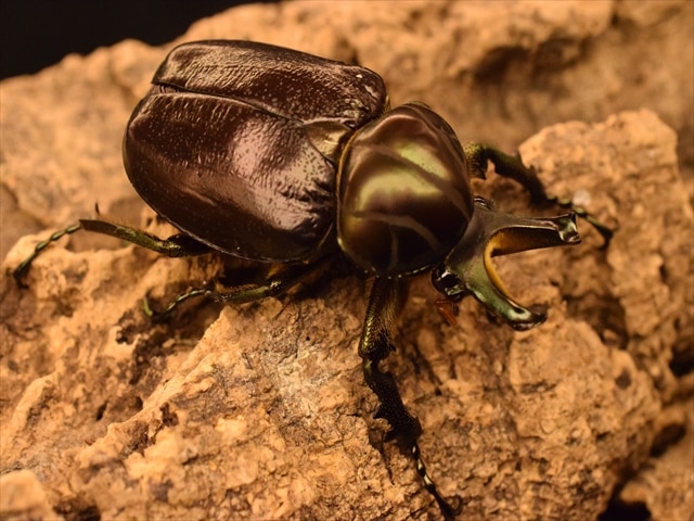 カナブン、コガネムシ、ハナムグリ等 | 極