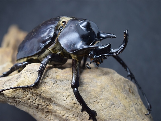 成虫ペア】アクティオンゾウカブト（アクタエオンゾウカブト）【新成虫