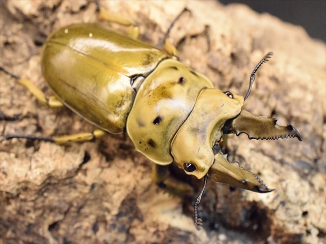 新成虫】モセリオウゴンオニクワガタ62mmペア | 外国産クワガタ 成虫