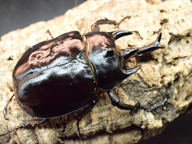 超特大アクティオンゾウカブト標本 124mm 特大 アクティオンゾウカブト