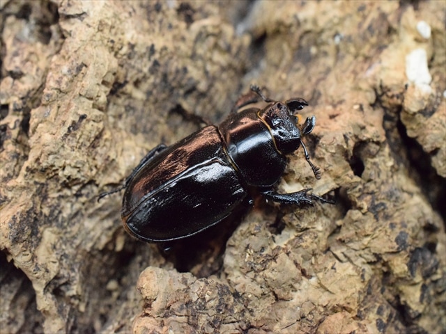 希少】ミクラミヤマクワガタ35mmペア | 国産クワガタ 成虫 | 極