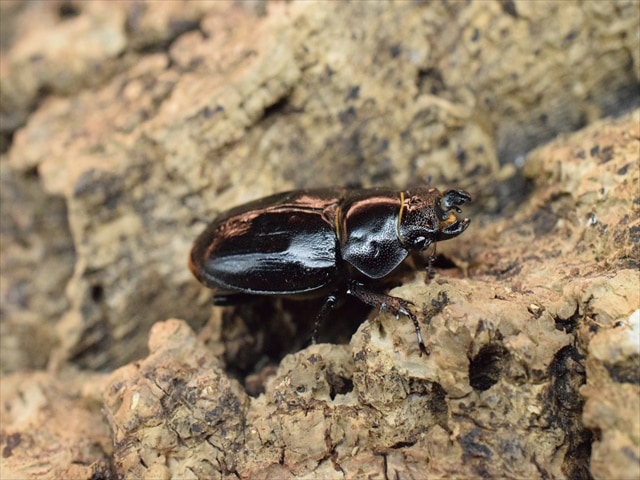 希少】ミクラミヤマクワガタ35mmペア | 国産クワガタ 成虫 | 極