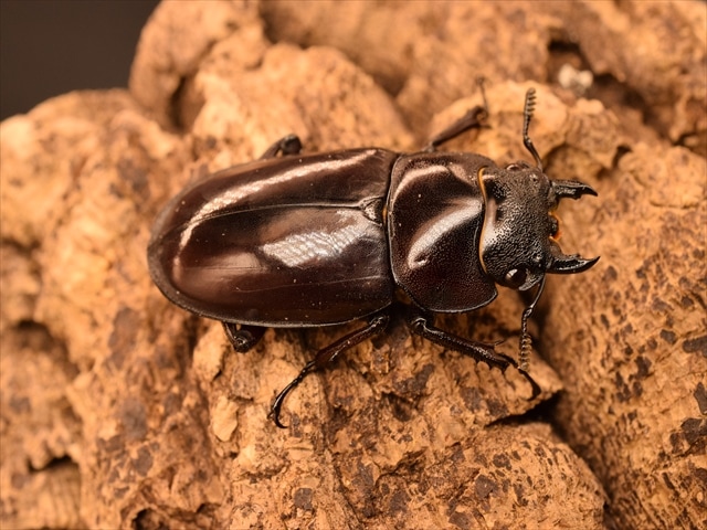 RED血統】大型マンディブラリスフタマタクワガタ（ボルネオ島産