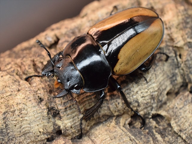 ブルマイスターツヤクワガタ76mmペア | すべての商品 | 極