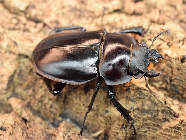 新成虫】ヤエヤママルバネクワガタ49mmペア | 国産クワガタ 成虫 | 極