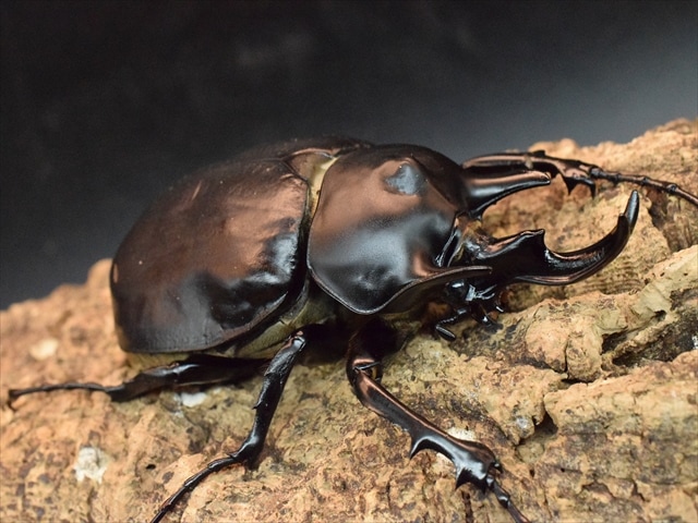 大型ペア】アクティオンゾウカブト（アクタエオンゾウカブト）【新成虫