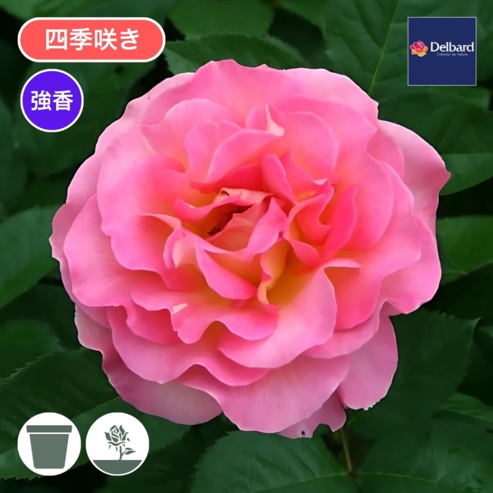 バラ苗 大苗 2026 ピンク パラダイス Pink Paradise 国産ノイバラ台木