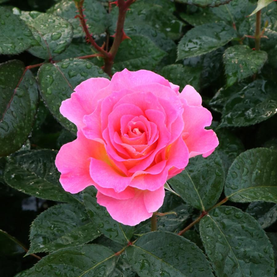 バラ苗 大苗 2026 ピンク パラダイス Pink Paradise 国産ノイバラ台木