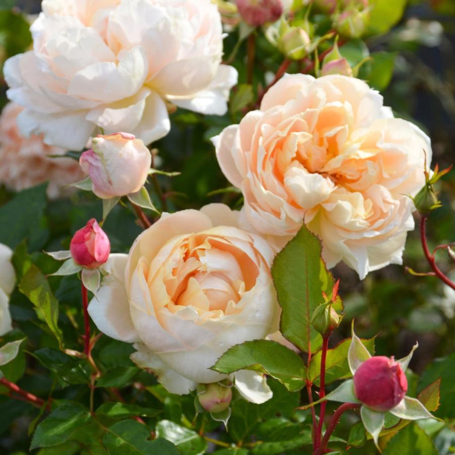 バラ苗 予約新苗 2026 シャンパーニュ Champagne 国産ノイバラ台木使用