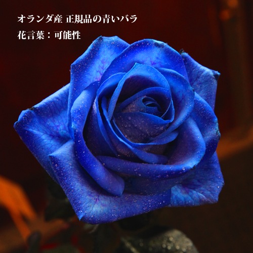 青いバラ50本レインボーローズ50本 合計100本の花束 | バラ・生花