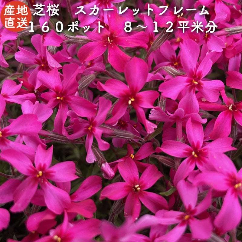 芝桜 苗 赤色 スカーレットフレーム 9cmポット 160株セット 赤品種