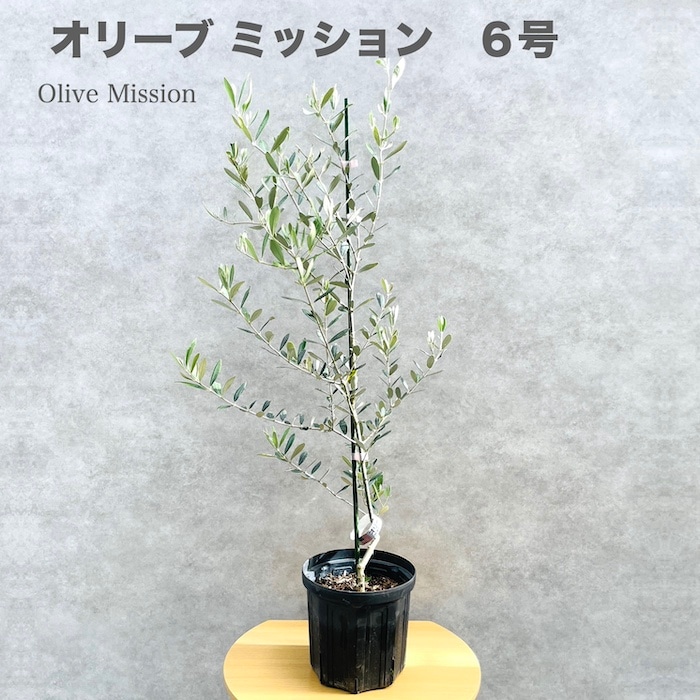オリーブの木 ミッション 6号鉢苗 鉢底から90cm程度 直立型 シンボル