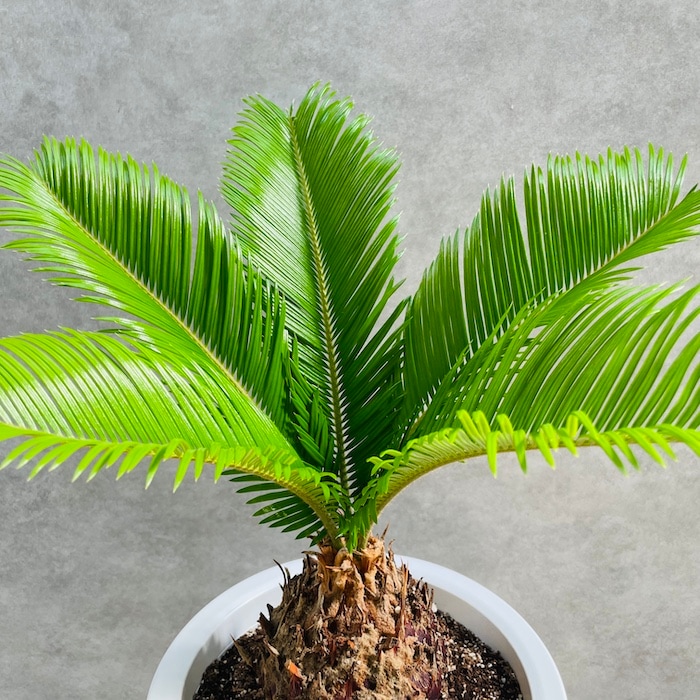 観葉植物 ソテツ 蘇鉄 8号鉢苗 大型種類 大きい 鉢植え 和風 和室 南国
