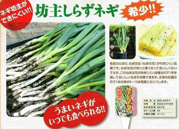 坊主しらずねぎ（ボウズシラズネギ）の苗 2ポットセット 【6月中旬