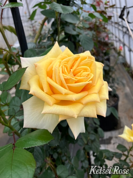 バラ苗 Roses,樹形や花色・花の大きさから選ぶ,木立性（ブッシュ樹形