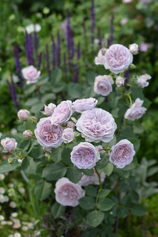 歌舞伎（大苗）7号鉢植え バラ苗 四季咲き大輪系（ハイブリッドティー