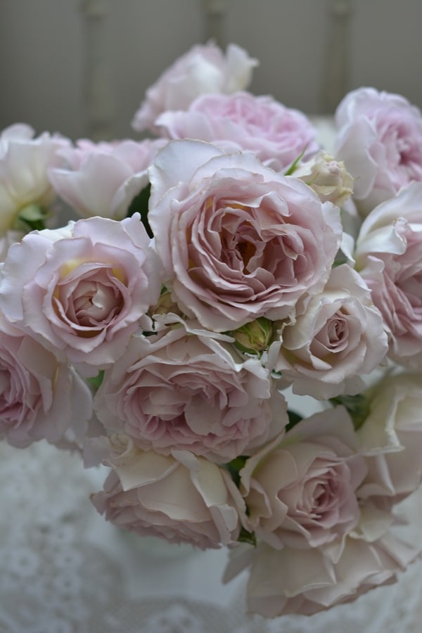 バラ苗 Roses,樹形や花色・花の大きさから選ぶ | バラとハーブの専門