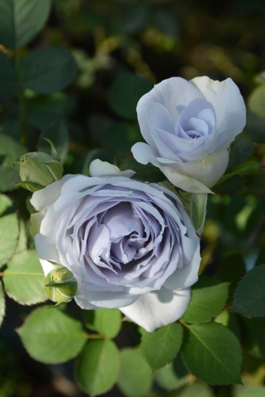 令の風（れいのかぜ）（大苗）7号鉢植え バラ苗 《農林水産省 登録品種