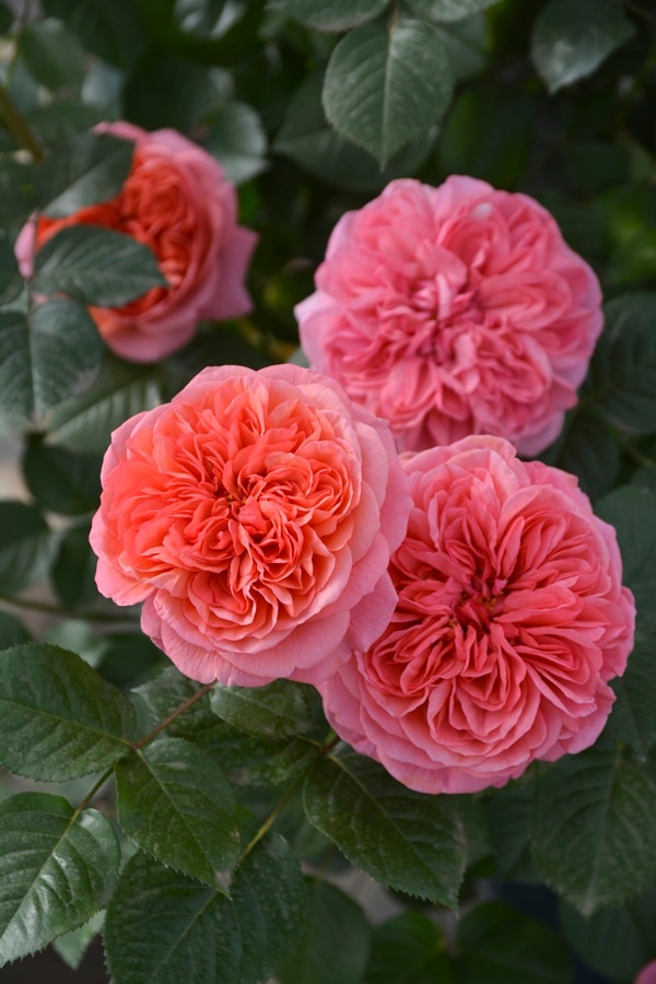 バラ苗 Roses,樹形や花色・花の大きさから選ぶ,木立性（ブッシュ樹形