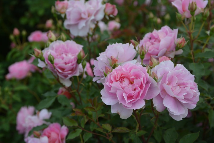 歌舞伎（大苗）7号鉢植え バラ苗 四季咲き大輪系（ハイブリッドティー