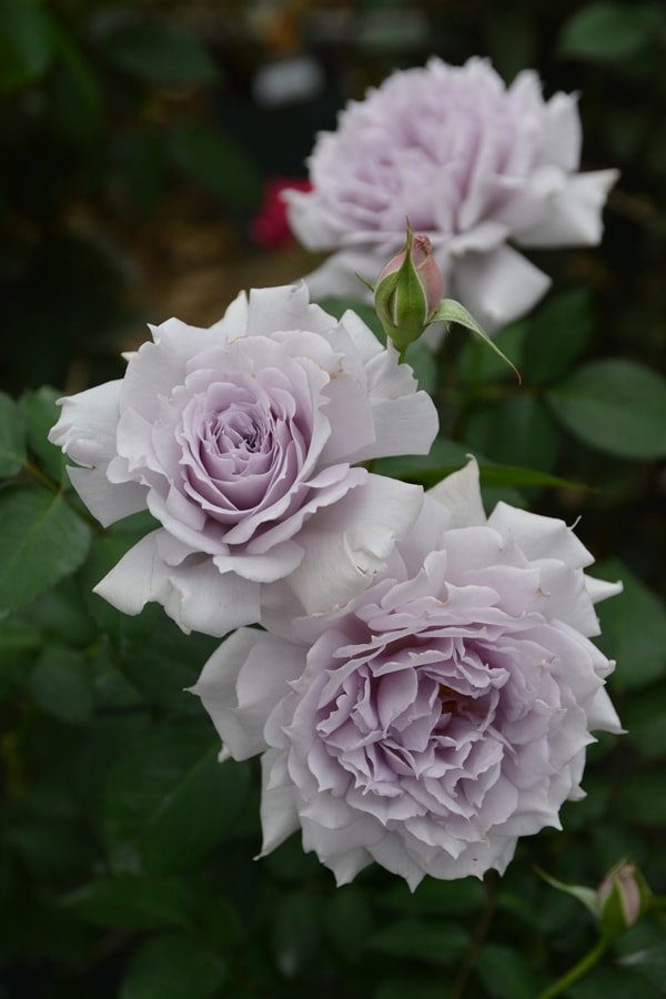 清流（大苗）7号鉢植え バラ苗 《農林水産省 登録品種》 河本バラ園