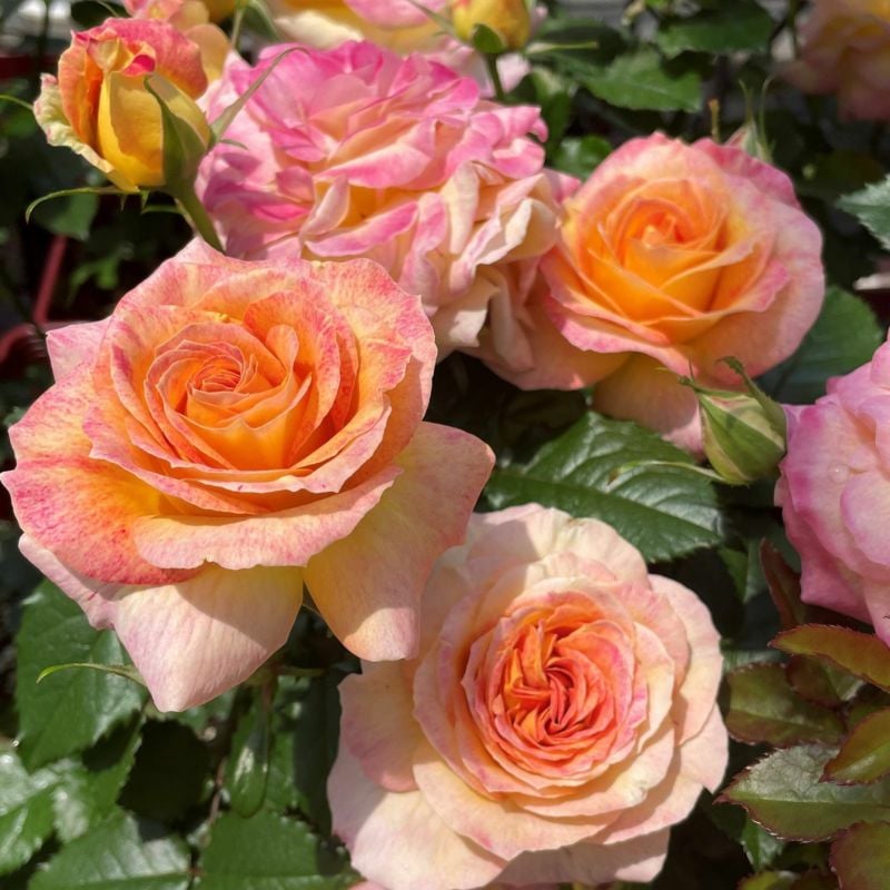 エアリエル（大苗）7号鉢植え バラ苗 《農林水産省 登録品種