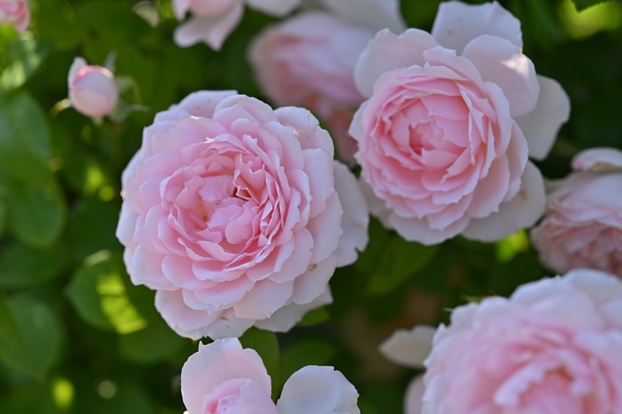 バラ苗 Roses,樹形や花色・花の大きさから選ぶ | バラとハーブの専門