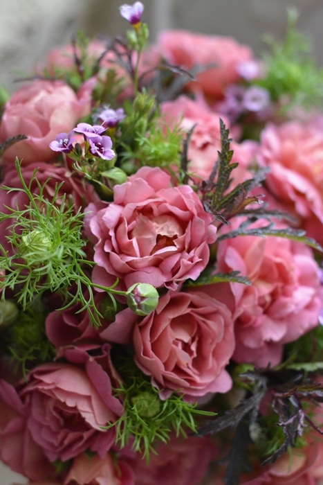 歌舞伎（大苗）7号鉢植え バラ苗 四季咲き大輪系（ハイブリッドティー