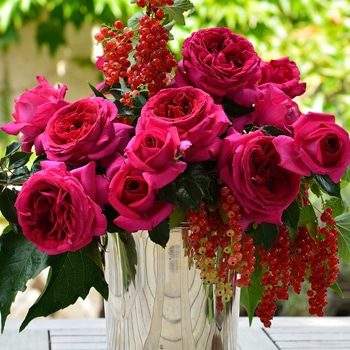 レジス・マルコン（大苗）7号鉢植え バラ苗 《農林水産省 登録品種