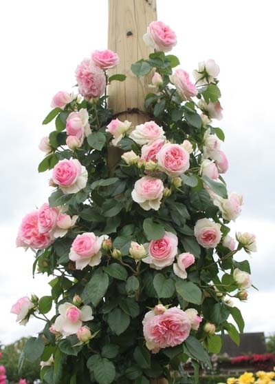 アミ・ロマンティカ（大苗）7号鉢植え バラ苗 《農林水産省 登録品種