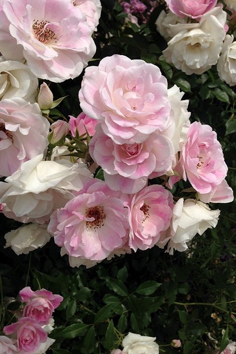 ブラッシング・アイスバーグ（大苗）7号鉢植え バラ苗 《契約品種