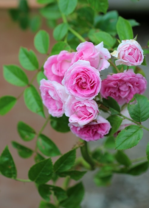 ユキコ （大苗）7号鉢植え ハイブリッドウィクラナ 春咲き 禅ローズ