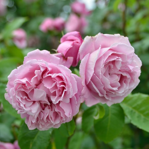 シャンテ・ロゼ・ミサト （大苗）7号鉢植え バラ苗 《農林水産省 登録