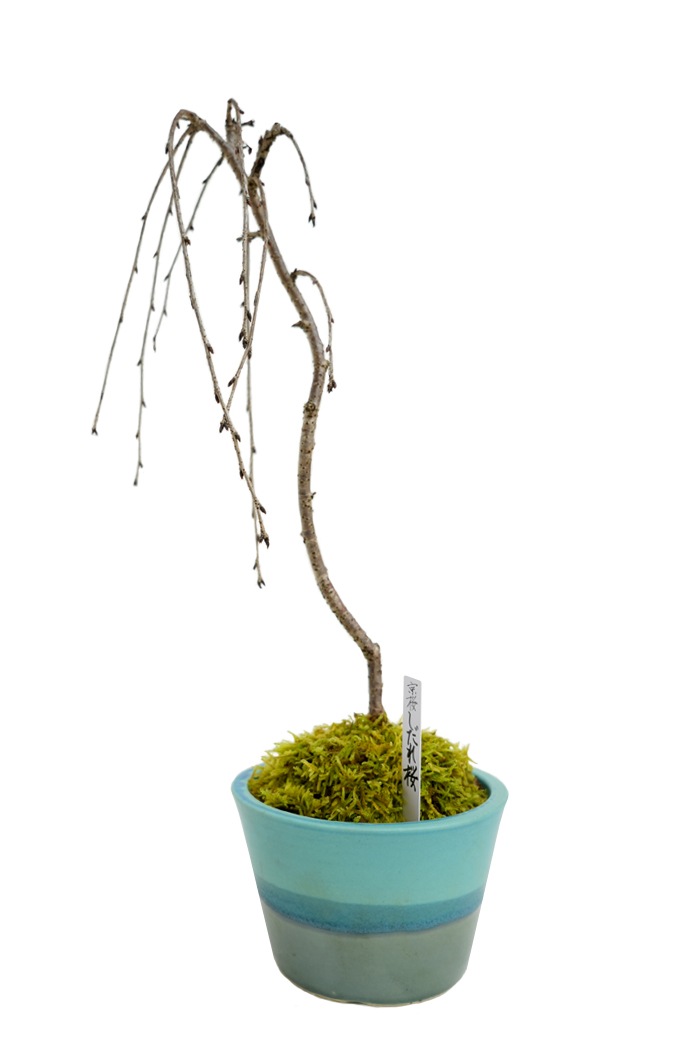 【雛蔵】京都有職・盛花一対 雛蔵】京都有職・盛花一対 JAPAN CHERRY 雛人形 ぼんぼり無 木箱入