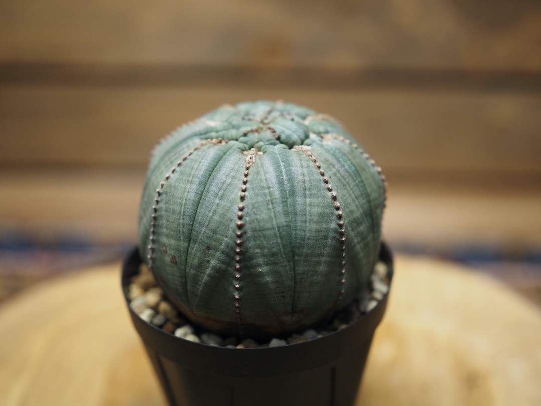 ユーフォルビア オベサ 実生モンスト(？)株 モンスト オベサ (綴化