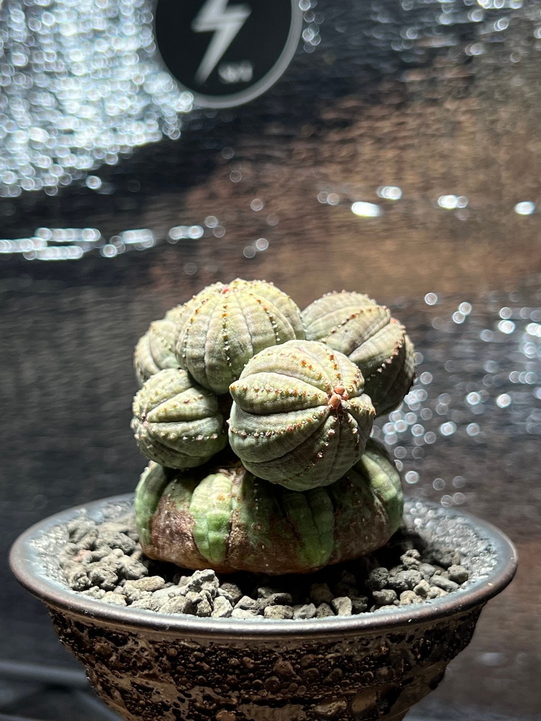 成長点潰れ 美形大家族】輸入株 ユーフォルビア・オベサ | Euphorbia