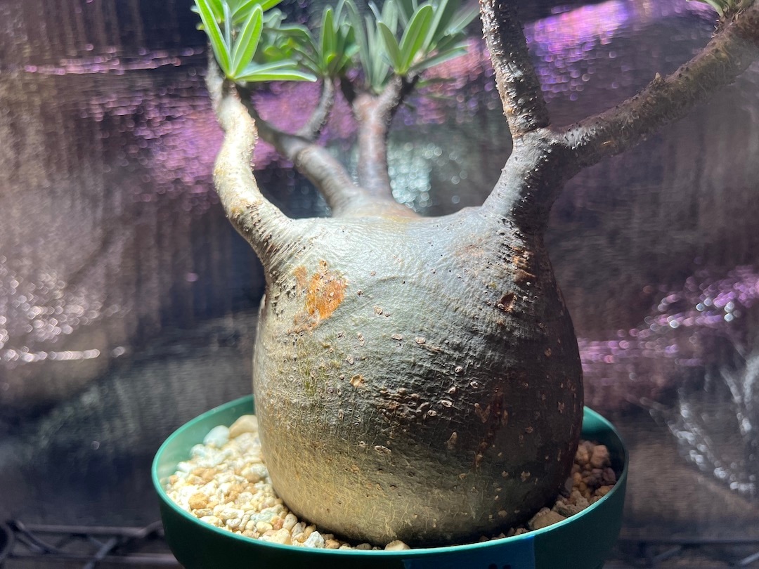 手作り 植木鉢LLL サイズ検索（塊根植物パキポディウム グラキリス