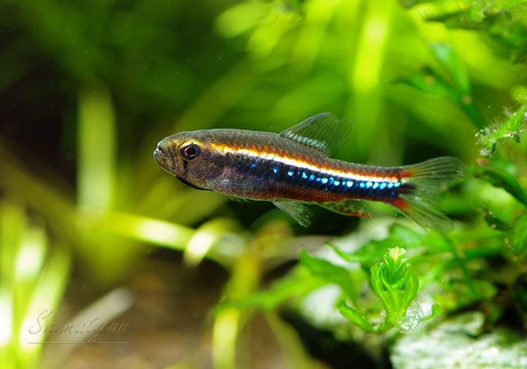 熱帯魚】 ワイツマニーテトラ “ネグロ” WILD 5匹 | 熱帯魚,カラシン