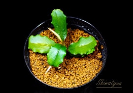 一点物 Bucephalandra sp. Elegant Blue 大株 2020.7 No.46 | 水草