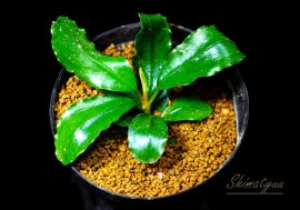 一点物 Bucephalandra sp. Blue Purple 大株 2020.7 No.58 | 水草