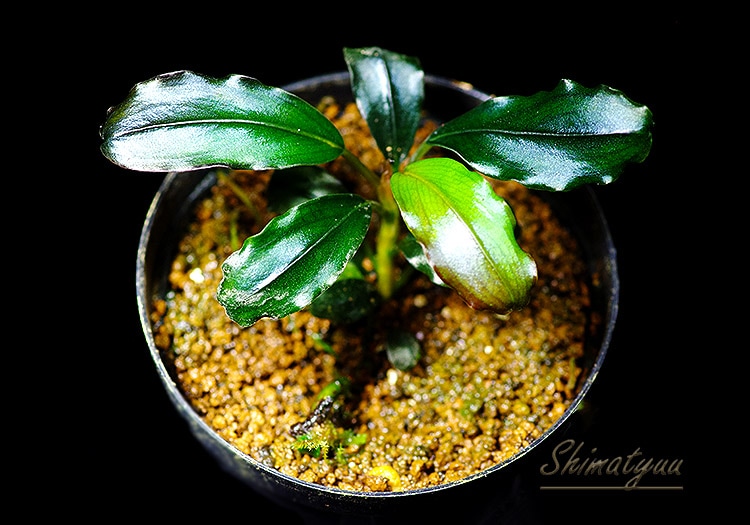 一点物 Bucephalandra sp. Brownie Satan 2020.10 No.22 | 水草・観葉