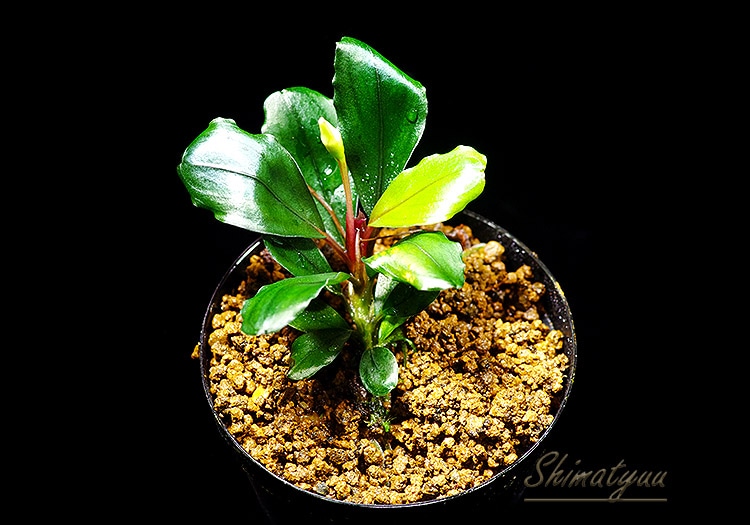 一点物 Bucephalandra sp. Red Cerberus 2020.7 No.33 | 水草・観葉