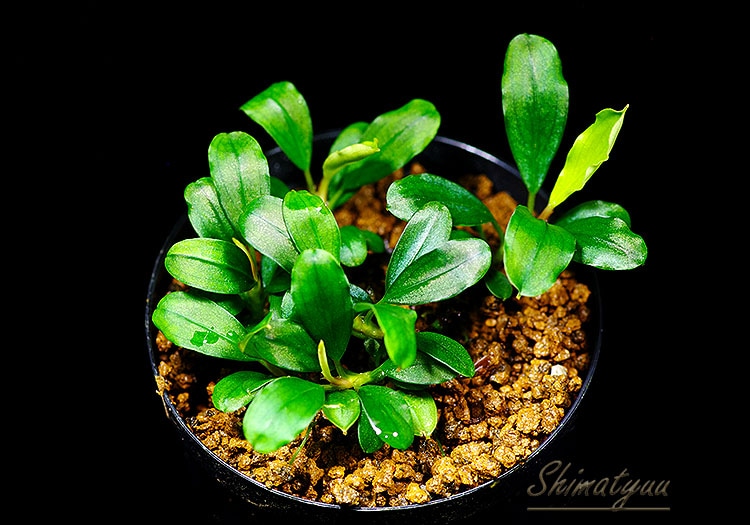 一点物 Bucephalandra sp. Mini Purple 大株 2020.10 No.56 | 水草