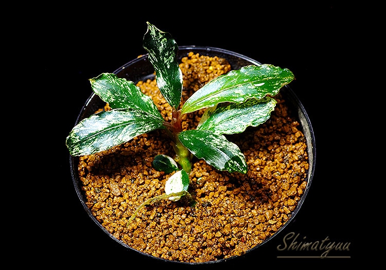 一点物 Bucephalandra sp. White Variegated 2020.10 No.61 | 水草