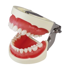補綴修復用顎模型 (NISSIN DENTAL MODEL) (D16FE-500A(GSF)-QF)