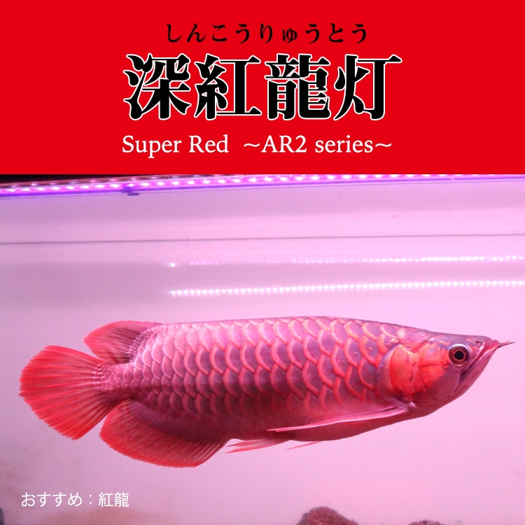 紅龍の鱗を一瞬で美しく魅せる！強化ガラス採用の水中LEDライト
