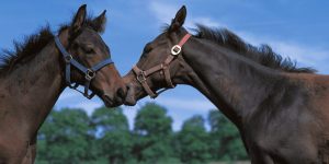 競走馬はなぜレース中のケガで助からないことがあるのか
