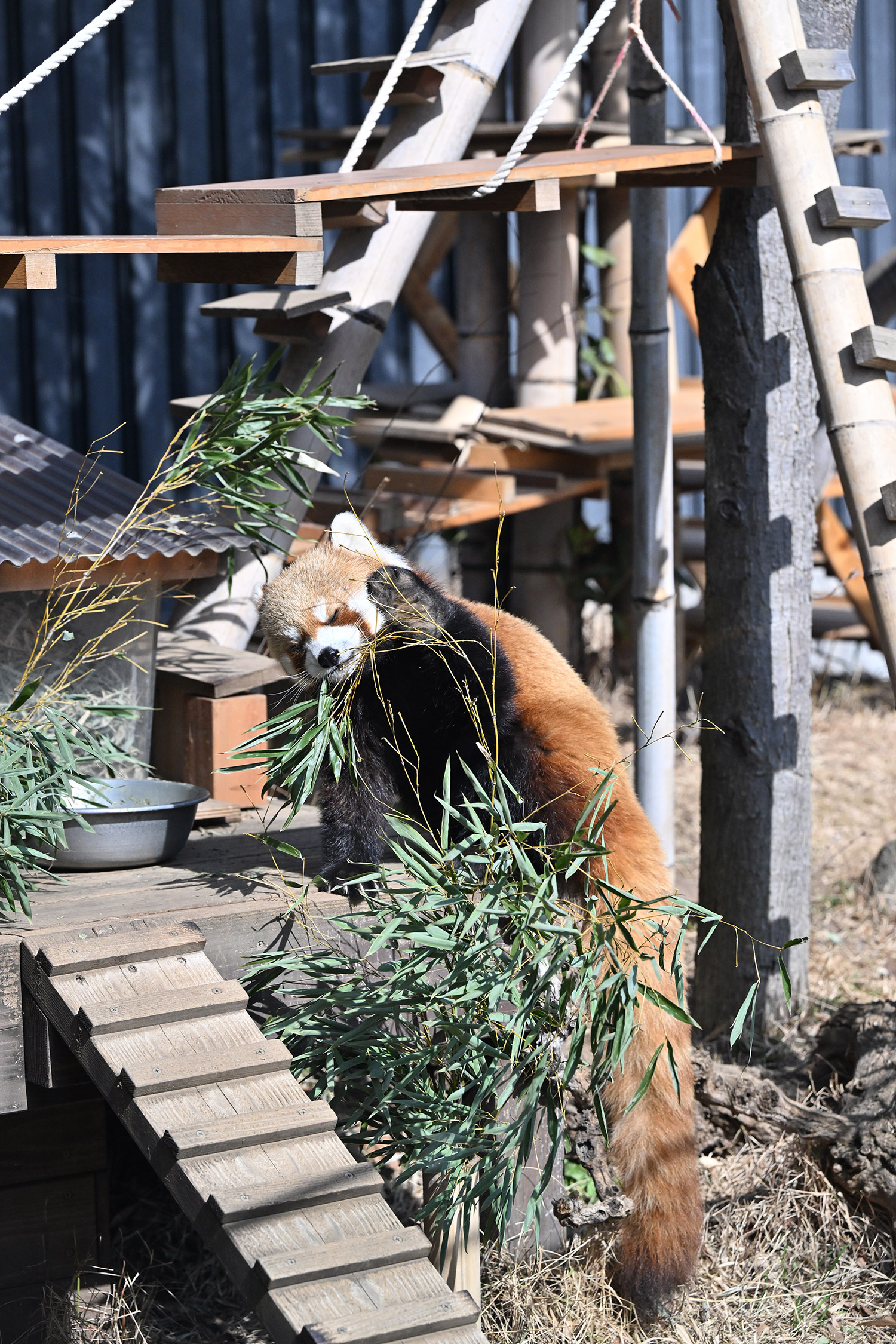 今日のレッサーパンダ（21日目）