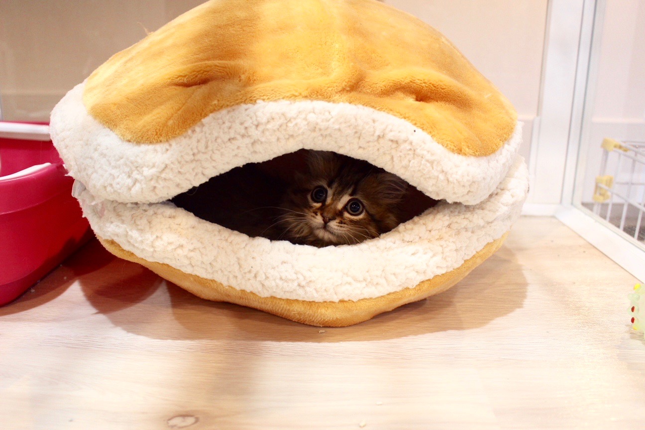 ミヌエット】超絶甘えん坊の珍猫ちゃん！！一目見たらあなたもこの子の